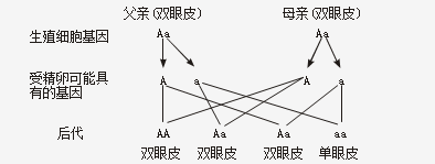 營口職業(yè)技術學院2020年單招職業(yè)適應性（高中生物）題庫（附答案）.png